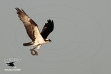 _MG_7413 Osprey with needlefish.jpg