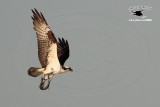 _MG_7416 Osprey with needlefish.jpg