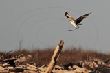 _MG_7619 Osprey with needlefish.jpg