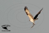 _MG_7629 Osprey with needlefish.jpg