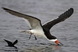 _MG_0101 Black Skimmer.jpg