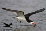 _MG_0102 Black Skimmer.jpg