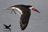 Black Skimmer with distal limb necrosis (dry gangrene) - on the wing