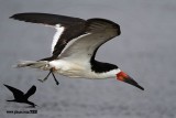 _MG_0116 Black Skimmer.jpg
