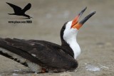 _MG_0281 Black Skimmer.jpg