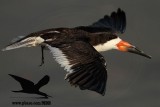 _MG_0292 Black Skimmer (2).jpg