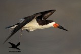 _MG_0299 Black Skimmer.jpg