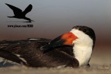 _MG_0360 Black Skimmer.jpg