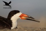 _MG_0390 Black Skimmer.jpg