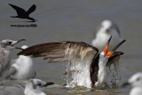 _MG_0704 Black Skimmer.jpg