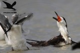 _MG_0837 Black Skimmer.jpg