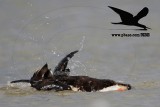 _MG_0846 Black Skimmer.jpg