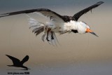 Black Skimmer with distal limb necrosis (dry gangrene) - body shake on the wing