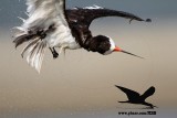 _MG_0887 Black Skimmer.jpg
