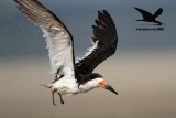 _MG_0888 Black Skimmer.jpg