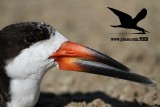 _MG_6985 Black Skimmer.jpg