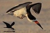 Black Skimmer with distal limb necrosis (dry gangrene) - trying to scratch
