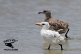 _MG_8617 Royal Tern and Laughing Gull.jpg