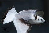 _MG_0274 Black-legged Kittiwake.jpg