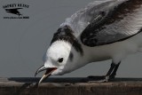 _MG_0291 Black-legged Kittiwake.jpg