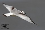_MG_0441 Black-legged Kittiwake.jpg