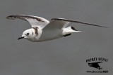 _MG_0513 Black-legged Kittiwake.jpg
