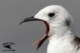 _MG_0854 Black-legged Kittiwake.jpg