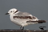 _MG_4349 Black-legged Kittiwake.jpg