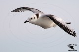 _MG_4485 Black-legged Kittiwake.jpg