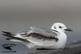 _MG_9976 Black-legged Kittiwake.jpg
