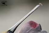 _MG_3760 Brown Pelican.jpg