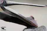 _MG_3765 Brown Pelican.jpg