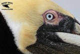_MG_3797 Brown Pelican.jpg