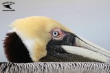 _MG_3813 Brown Pelican.jpg
