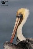 _MG_4050 Brown Pelican.jpg