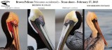 _MG_5356_3820_5470  Brown Pelican 022713.jpg