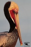 _MG_5393 Brown Pelican.jpg
