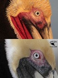 _MG_5404_3871 Brown Pelican.jpg