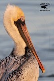 _MG_5470 Brown Pelican.jpg