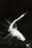 _MG_1702 Great Egret Great Egret - Stretch Display.jpg