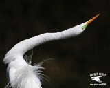 _MG_1752 Great Egret Great Egret - Stretch Display.jpg