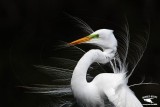 _MG_1863 Great Egret.jpg