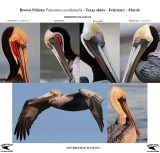 BROWN PELICAN BREEDING AND NONBREEDIBG PLUMAGES TEXAS 1200.jpg