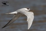 _MG_6625 Common Tern.jpg