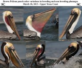 BROWN PELICANS pouch colors 031813 1200.jpg