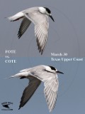 _MG_3757_818 Forsters & Common Tern.jpg