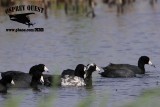 _MG_5719 American Coot - leucistic.jpg