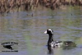 _MG_5763 American Coot - leucistic.jpg