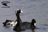 _MG_5860 American Coot - leucistic.jpg