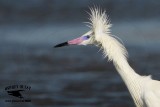 _MG_4779CROP Reddish Egret.jpg